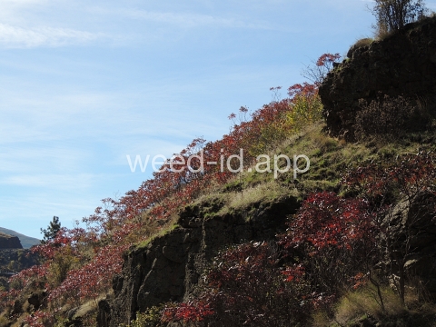 sumac, smooth